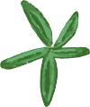 Illustration of Labrador tea leaves